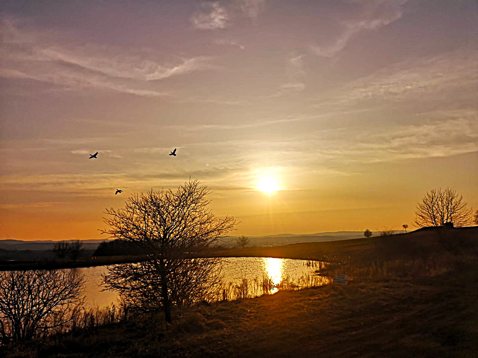 Vögel fliegen über einem idyllischen Teich