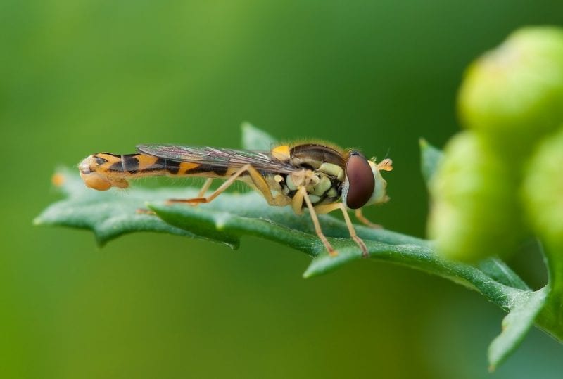 Schwebefliege